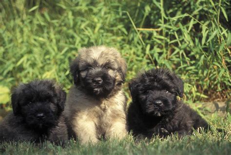 Bouvier des Flandres - Temperament, Lifespan, Shedding, Puppy