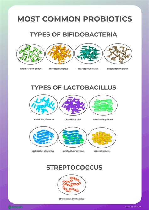 Benefits Of Lactobacillus Bulgaricus