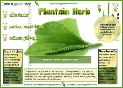 Discover the Surprising Medicinal Uses of Plantain