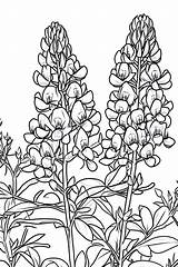 16 Texas Bluebonnet Coloring Pages Downloadable PDF sketch template