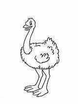 Basic Ostrich Coloring Page  Download Print Or Color Online For Free sketch template