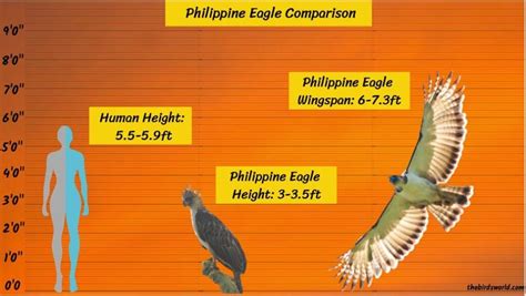 Philippine Eagle Size: How Big Are They Compared To Others?