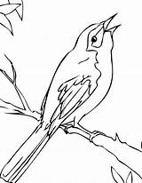 Mockingbird Coloring Pages  ColoringBay sketch template
