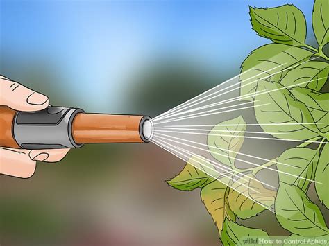 3 Ways to Control Aphids - wikiHow