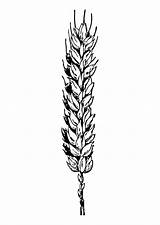 Wheat Coloring Pages  Learny Kids sketch template