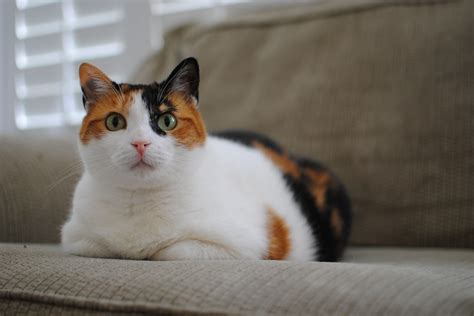 Are Female Calico Cats Sterile? - Kitty Devotees