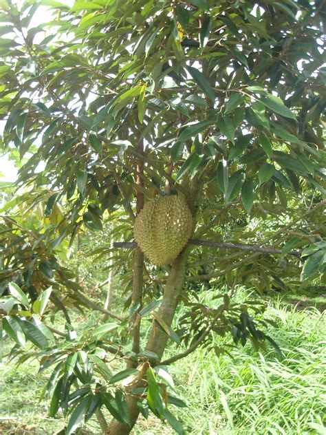 Durian tree | Durian tree, Fruit garden, Durian