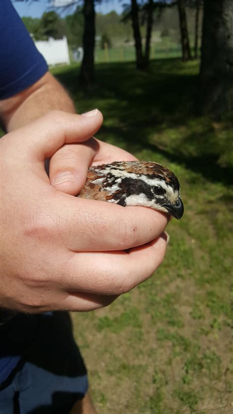 Second photo of injured bird. : r/whatsthisbird