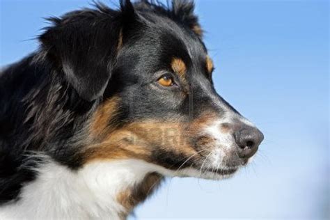 Cute Dogs: Australian shepherd dog