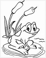Printable frog coloring Pages For Kids  Frogs Coloring sketch template