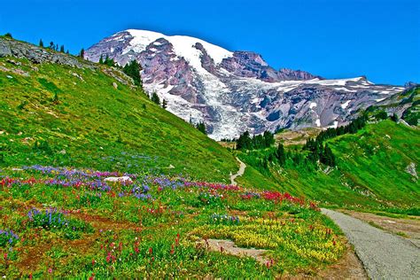 Alta Vista Trail In Mount Rainier National Park-washington Photograph ...