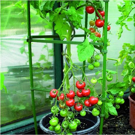 Tomato Cage Plant Support - Harrod Horticultural (UK)