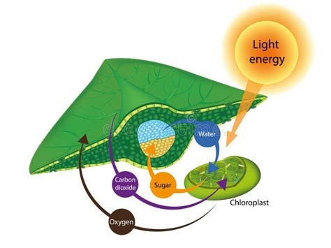 Leaf Diagram Labeled Photosynthesis