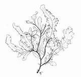 Seaweed Kelp Drawing Forest Coloring Cartoon Pages Template Easy  sketch template
