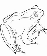 Amphibian Coloring Pictures Printable Pages sketch template