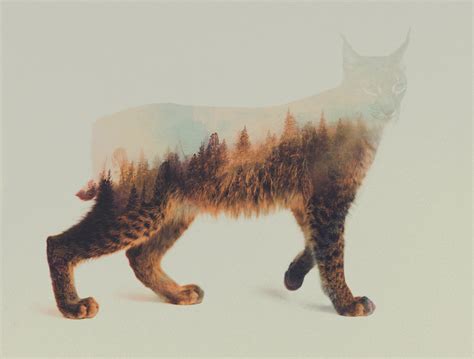 Double Exposure Animal Portraits by Andreas Lie – iGNANT.de