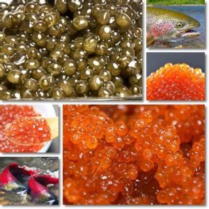 Properties and Benefits of Fish Eggs - NatureWord