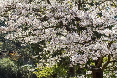 Alishan Cherry Blossoms, Chiayi, Taiwan Stock Photo - Image of bloom, fresh: 234306410