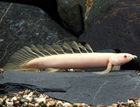 Dinosaur Eel Polypterus senegalus | Arizona Aquatic Gardens