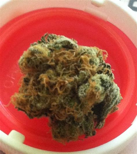 Thai Marijuana Strain | buy marijuana online | strains | buy weed online