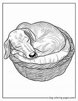 Dachshund Coloring Pages – 46 Free Printable Fun For Wiener Dog Lovers sketch template
