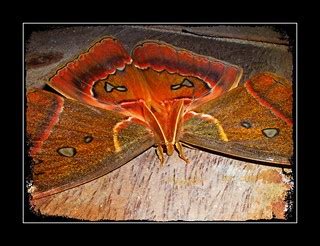 Atlas Moth - Attacus atlas | This, the world's largest moth,… | Flickr
