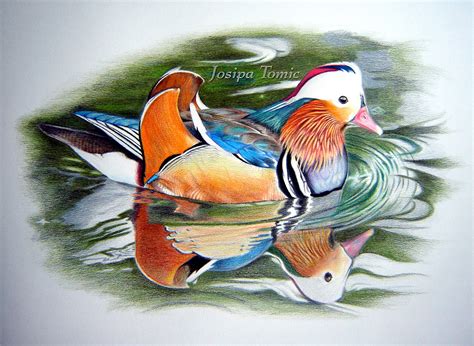 My drawing of a Mandarin duck with Faber Castell colored pencils on Fabriano Accademia 11x16 ...