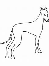 Greyhound Coloring Page At GetColoringscom  Free Printable Colorings sketch template