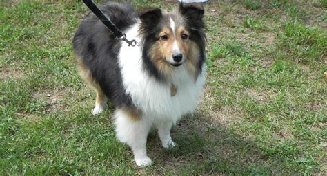 Adoptable Shelties – Indiana Sheltie Rescue Inc.