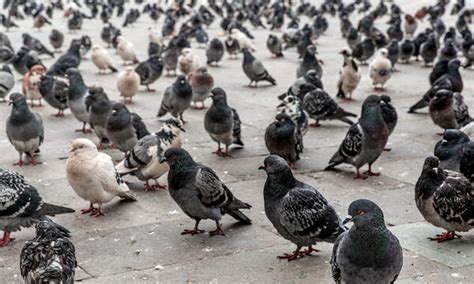 "Flock Of Pigeons" Images – Browse 553 Stock Photos, Vectors, and Video | Adobe Stock