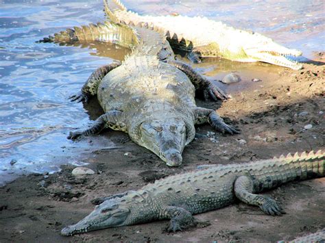 File:American Crocodile, Costa Rica.jpg - Wikimedia Commons
