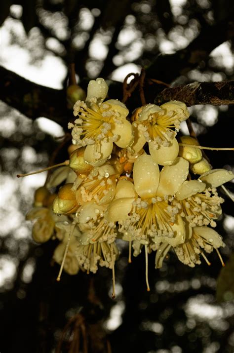 durian flower | Flowers, Durian, Dandelion