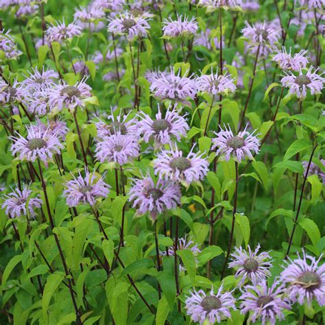 Wild bergamot (Monarda fistulosa) – Wild Seed Project Shop