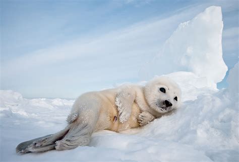 Harp Seal Pup : Biological Science Picture Directory – Pulpbits.net