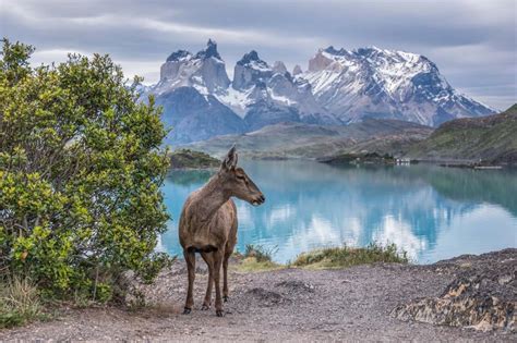 Wildlife in Torres del Paine : All You Need To Know