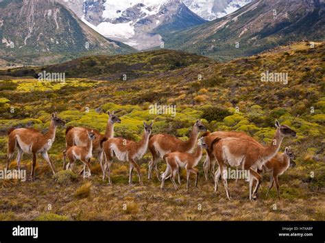 Guanaco (Lama guanicoe) herd with young, Torres Del Paine National Park ...