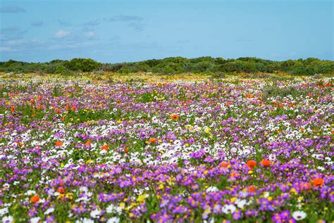 Field Of Flowers In Rural Landscape Photograph by Luka - Fine Art America