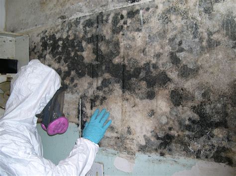 Five Telltale Signs You Should Hire a Mold Remediation Specialist