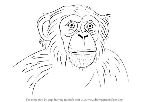 Learn How to Draw Chimpanzee Face (Other Animals) Step by Step ...