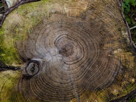 Free Images : nature, abstract, black and white, wood, texture, spiral, floor, trunk, asphalt ...