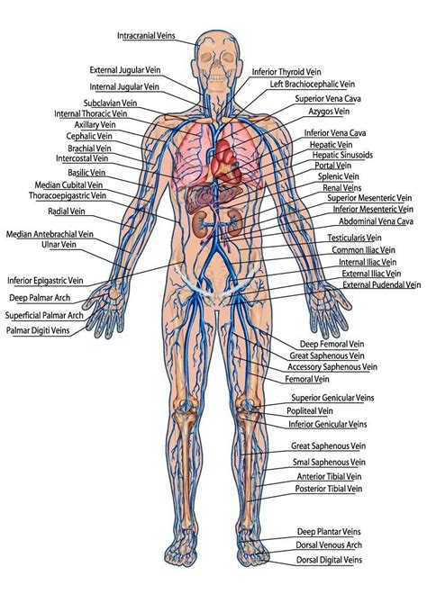 Labeling the Nervous System Human Veins Diagram Through for the Full Circulatory | Anatomia ...