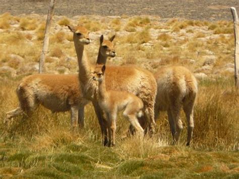 Emiliano Donadio - Conserving the Last of the Wild: Pumas, Wild Camlids and Biodiversity in the ...