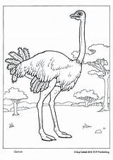 Ostrich Coloring Page  MaddoxecIrwin sketch template