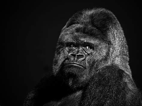 Gorilla 4k Wallpapers - Wallpaper Cave