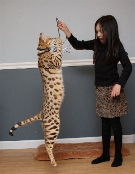 How Big is a Full Grown Bengal Cat? (Breed Info) - Pet Spruce