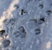 Elk Sign: Tracks, Droppings, Beds, Scrapes, Rubs and Wallows