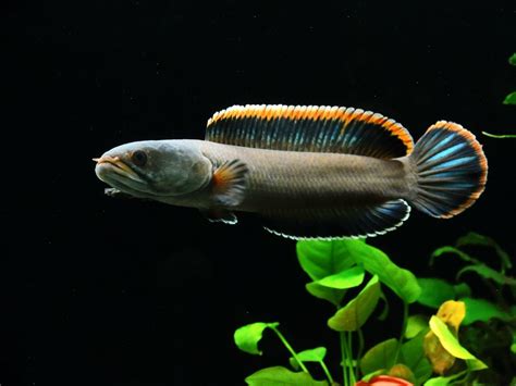 Dwarf Snakehead, Channa Gachua #fish #aquarium #oddball #southeastasia ...