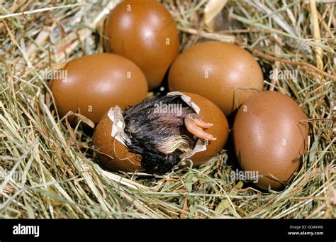 Nest with Eggs, Domestic Chicken, Chick Hatching from Egg Stock Photo ...