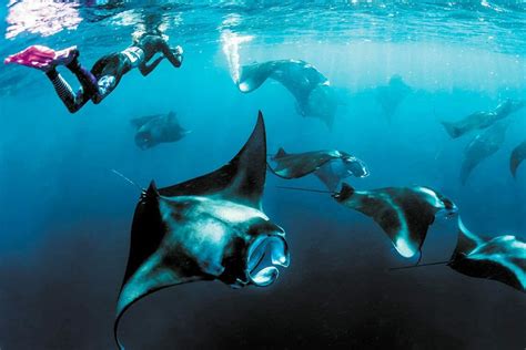 Swimming with Manta Ray รีสอร์ท มัลดีฟส์ | Maldives