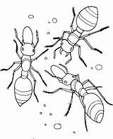 Anthill Ant Coloring Template Mosquito Pages Sketch Page sketch template